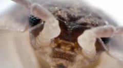 Insecte în baie și modalități de a scăpa de ele